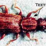 saw-toothed-beetle-wiki