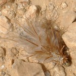 bagworm moth larvae