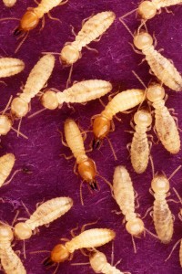 termites wiki