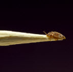 bed bug featured image